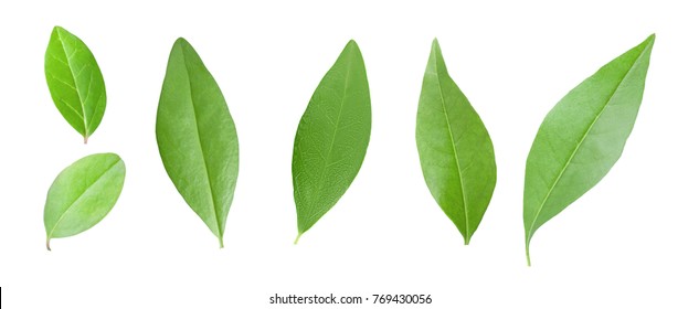 Green pomegranate leaves isolated on white background without shadow