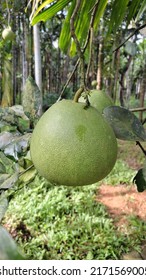 A Green Pomelo Fruit In The Farm