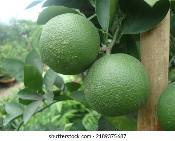 Green Pomelo Fruits Hang On Tree