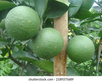 Green Pomelo Fruits Hang On Tree