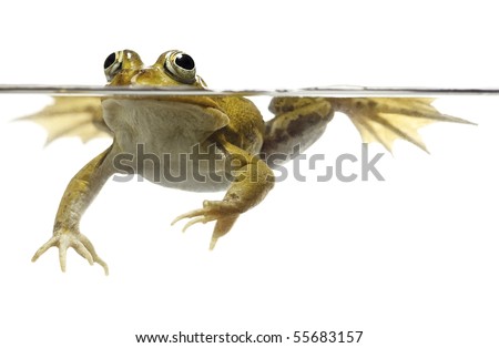 green pond frog swimming isolated on white rana esculenta pelophylax lessonae freshwater pond animal spring amphibian underwater
