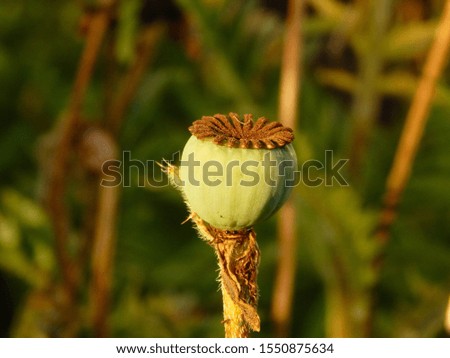 Similar – Image, Stock Photo And once again the three friends…