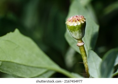 Green poppy head in a field, opium