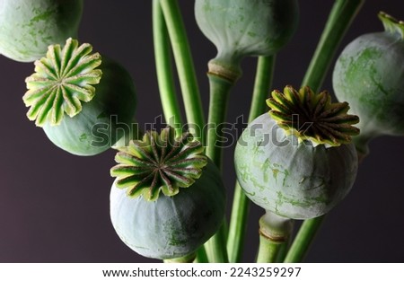 Similar – Image, Stock Photo poppy seed capsules picked