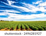 Green potato field under blue sky