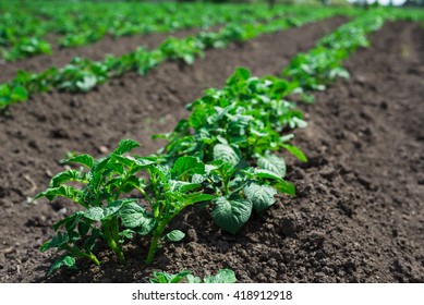 potato plant stock images royalty free images vectors potato plant stock images royalty free images vectors