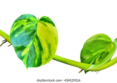 green pothos leaf back side isolated on white background