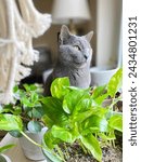 Green pothos plant with gray cat in the background
