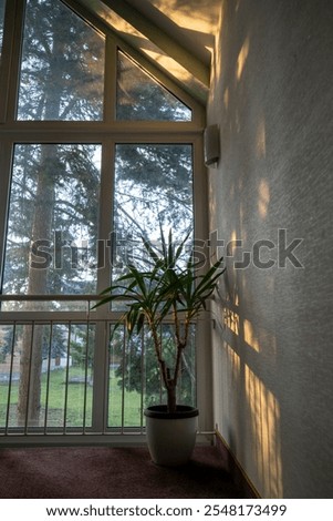 Similar – Image, Stock Photo Green potted plant near shabby brick wall