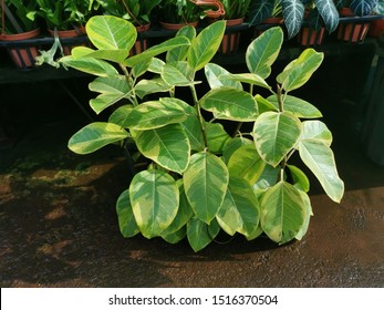 Green Potty Ficus Benghalensis Houseplant 