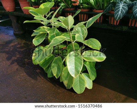 green potty ficus benghalensis houseplant 