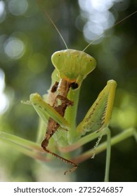 green praying mantis catches and eats prey