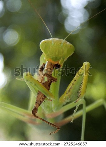 green praying mantis catches and eats prey