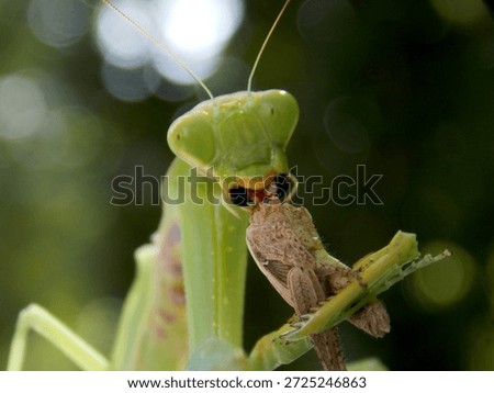 green praying mantis catches and eats prey