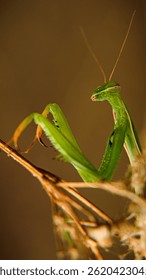 Green praying mantis in macro.