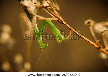Green praying mantis in macro.