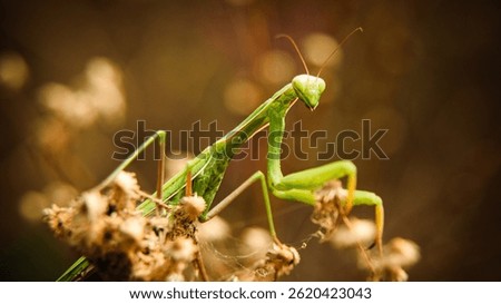 Green praying mantis in macro.