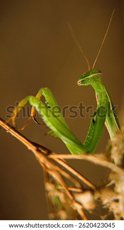 Green praying mantis in macro.