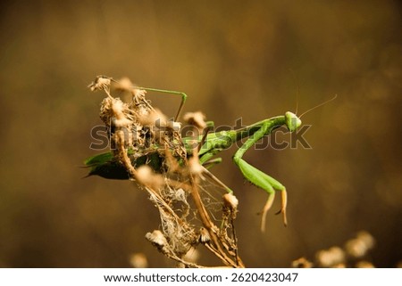 Green praying mantis in macro.