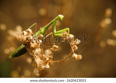 Green praying mantis in macro.