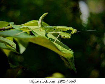 Green Praying Mantis (Mantodea) On A Leaf