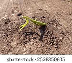 A green praying mantis on the background of a dusty road in a natural environment. A large predatory insect on the background of the soil. The topic of large predatory insects.