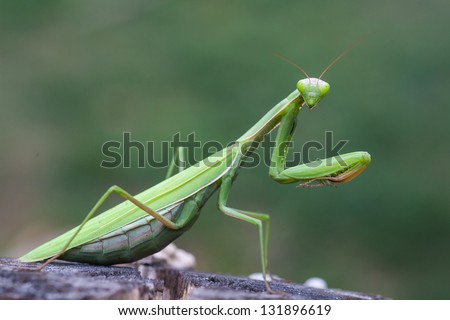 green  praying mantis on flower / Mantis religiosa