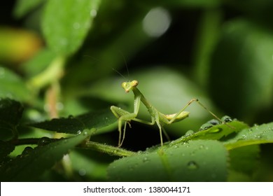 A Green Praying Mantis On A Garden