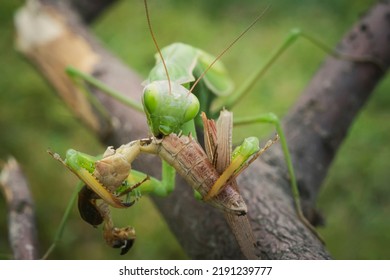 Green praying mantis with prey. Macro photo. Insect hunter. The praying mantis eats its prey. Praying mantis on green leaves. Praying mantis eats Prey insect prey