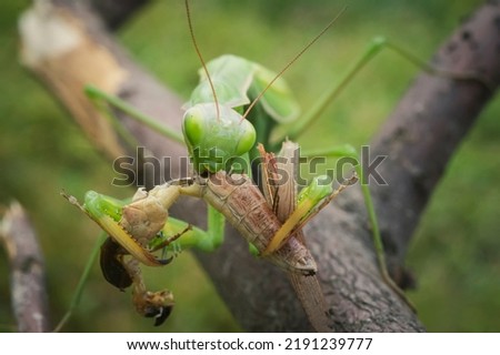 Green praying mantis with prey. Macro photo. Insect hunter. The praying mantis eats its prey. Praying mantis on green leaves. Praying mantis eats Prey insect prey