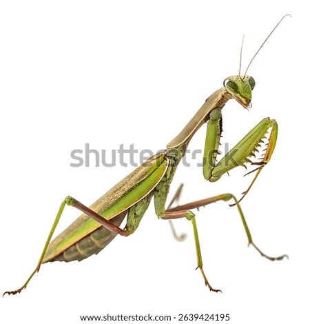 A green praying mantis in a threatening attack pose isolated on a white background