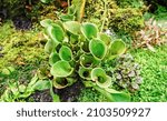 Green predatory plant Heliamphora or Marsh Pitcher