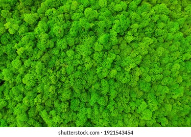 green preserved moss for decor in the office on the wall