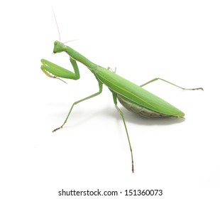 Green Preying Mantis Mantis Religiosa Isolated Stock Photo 151360073 ...