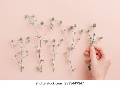 Green prickly flowering plants on pink, woman hand put one flower. Delicate lifestyle minimal photo pastel colored. The sea holly or eryngo aesthetic holiday flat lay, top view, romantic day concept
