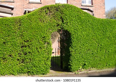 Green Privet Hedge Shaped With A Doorway