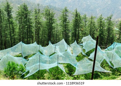 Green protective tents protect the young apple trees on the sunny hill slopes. Shot in the orchards of Shimla with the mountains and fir trees in the background. These produce some of the best organic