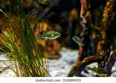 Green pufferfish or speckled pufferfish (Dichotomyctere nigroviridis) in an aquarium with marine vegetation