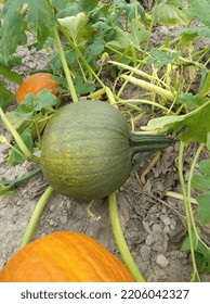 Green Pumpkin On The Vine 