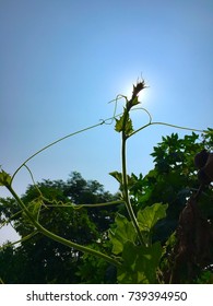 Green Pumpkin Vine Approaching To The Sky