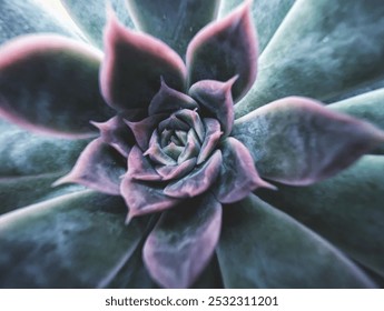 Green and purple flower, succulent, cactus, close up macro view colored edited in cold colors tones as floral botanical geometric pattern backdrop background - Powered by Shutterstock