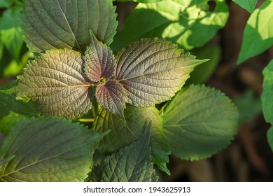 Green Purple Shiso Perilla Herb Perilla Stock Photo (Edit Now) 1943625913