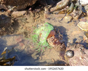 Green And Purple Snakelocks Anemone