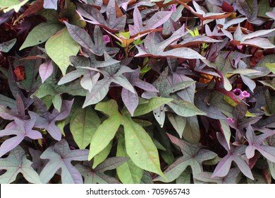 Green And Purple Sweet Potato Vine Background