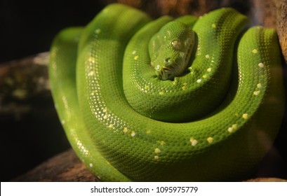 The Green Python - Shutterstock ID 1095975779