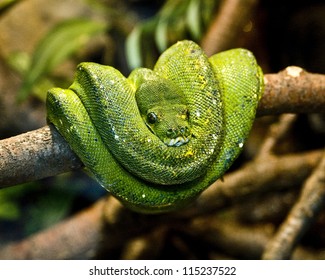 Green Python