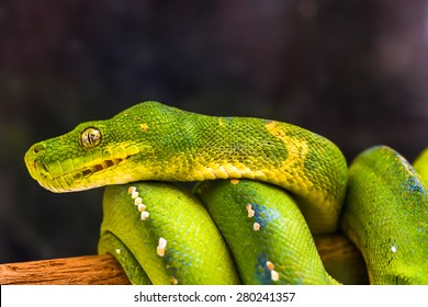 Green Python