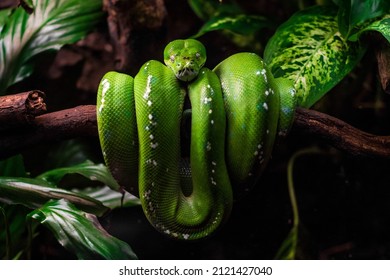 A green python coiled up on a branch