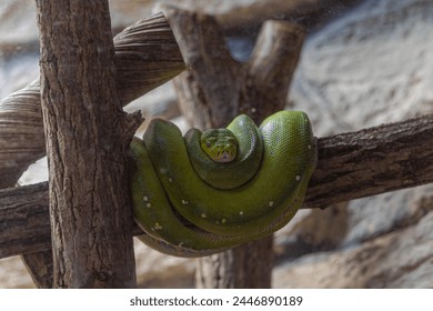 A green python curled up on a branch