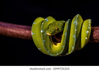 green python on a black background